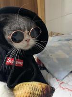 【瑞鹏东莞】心腹部B超（猫、狗通用）